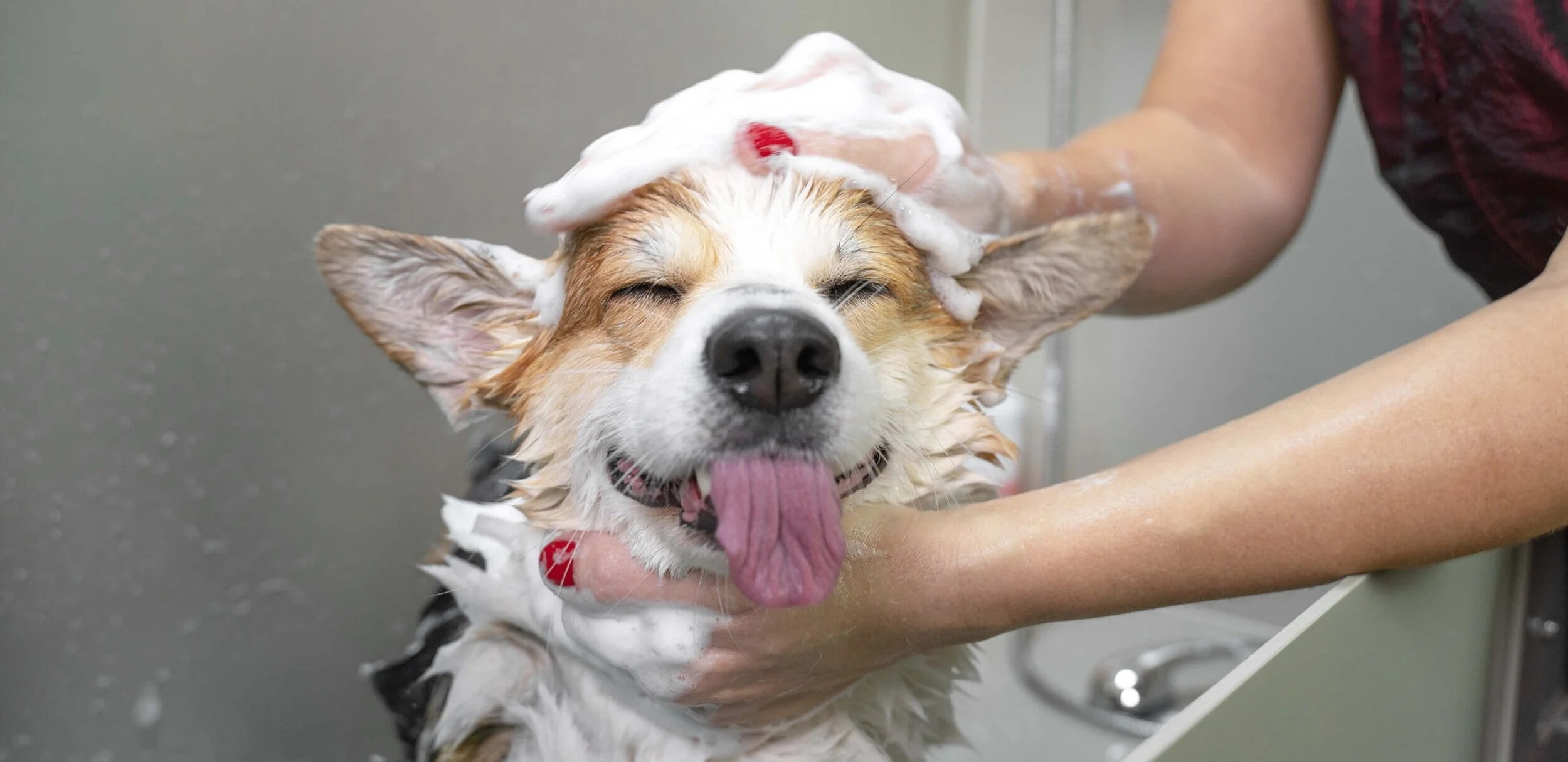 Deshedding Dog Bath Chicago House of Paws Grooming
